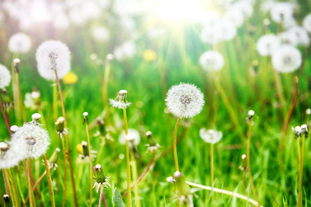 White Dandelion Seed Head Green Grass warm Sunlight