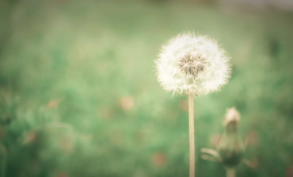 White Dandelion Seed Head Fuzzy Green warm Background