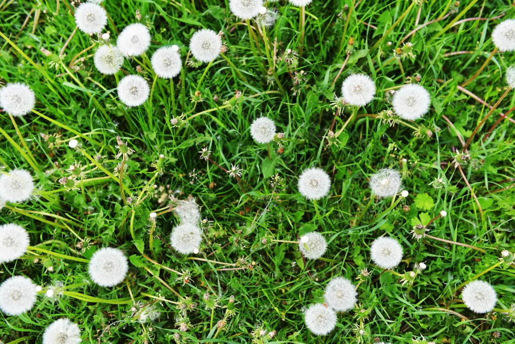 White Dandelion Seed Heads Green Grass Round Delicate