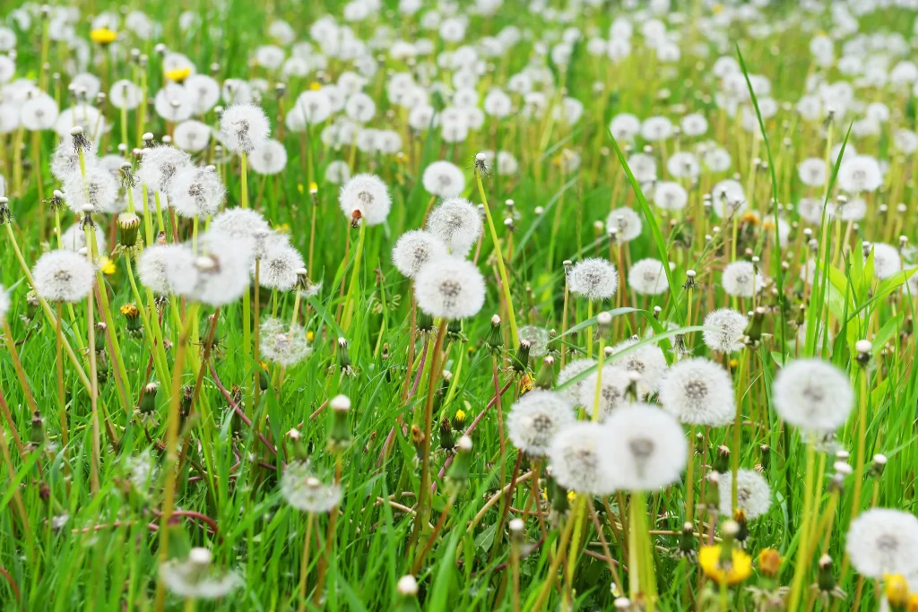White Dandelion Seed Head Green Grass Delicate warm Feathery