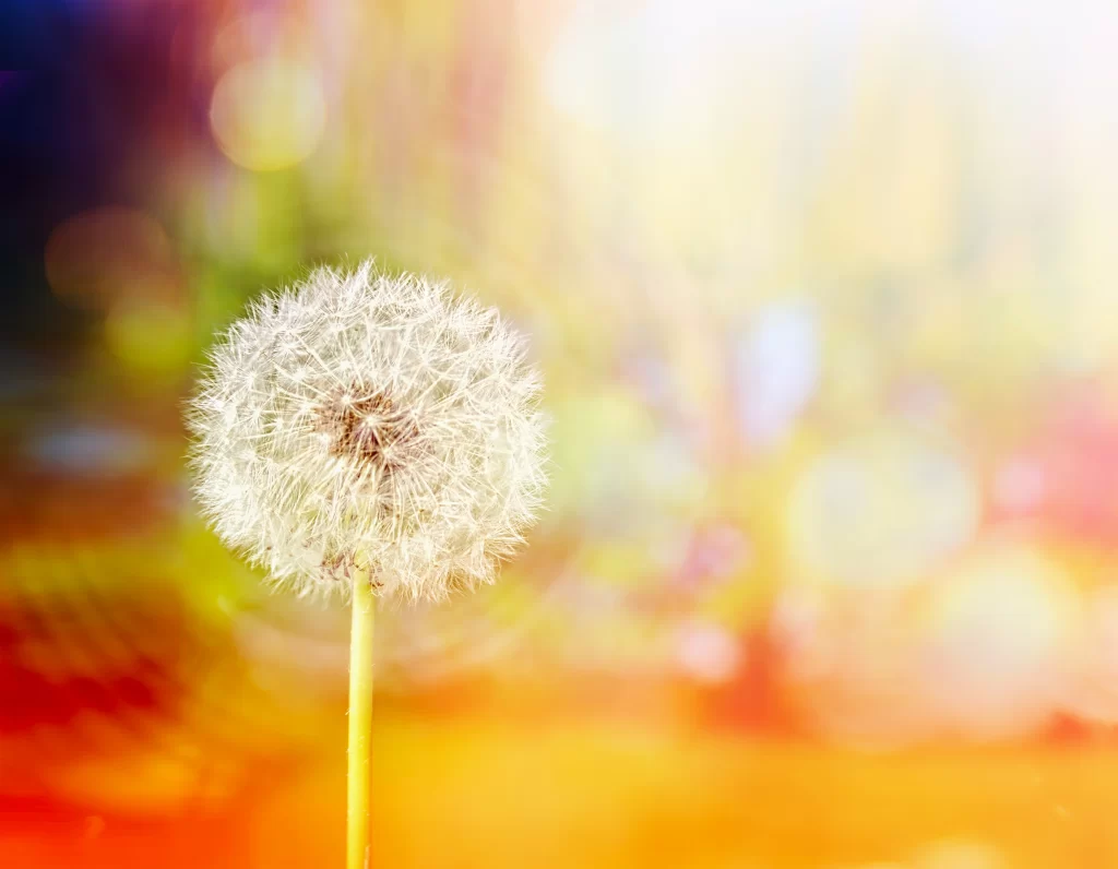 White Dandelion Seed Head Fuzzy Bright Background