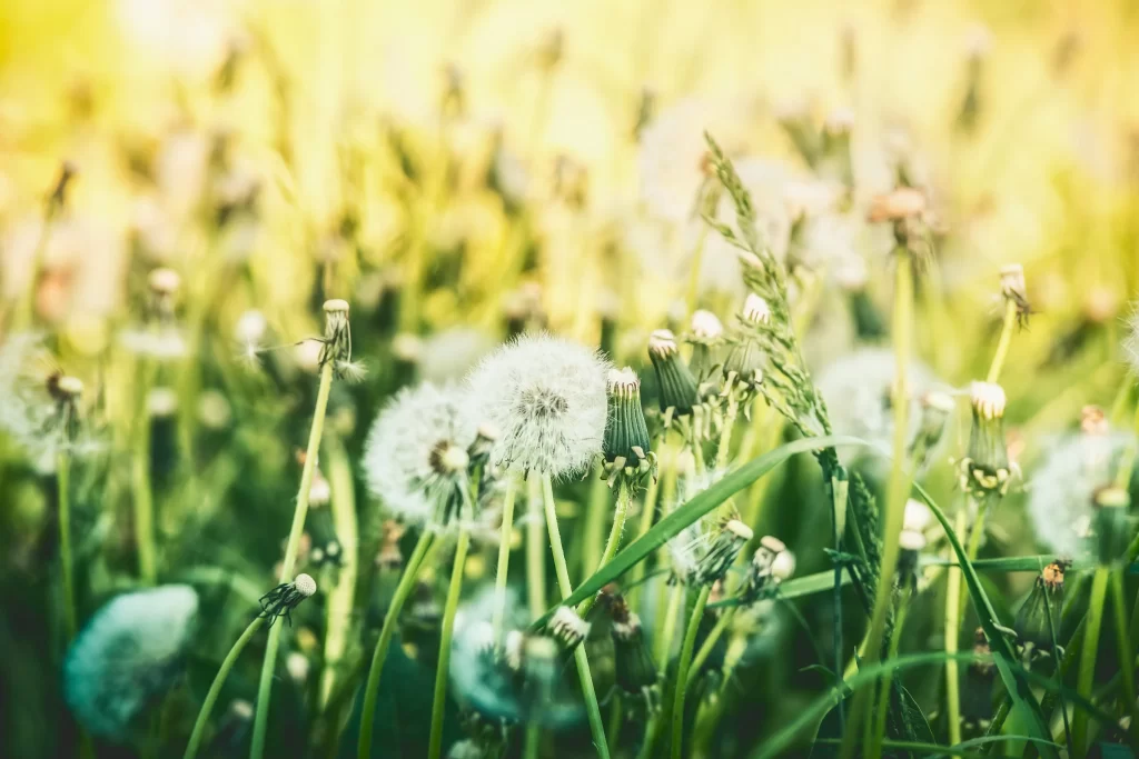 White Dandelion Seed Head Green Grass Delicate warm Feathery