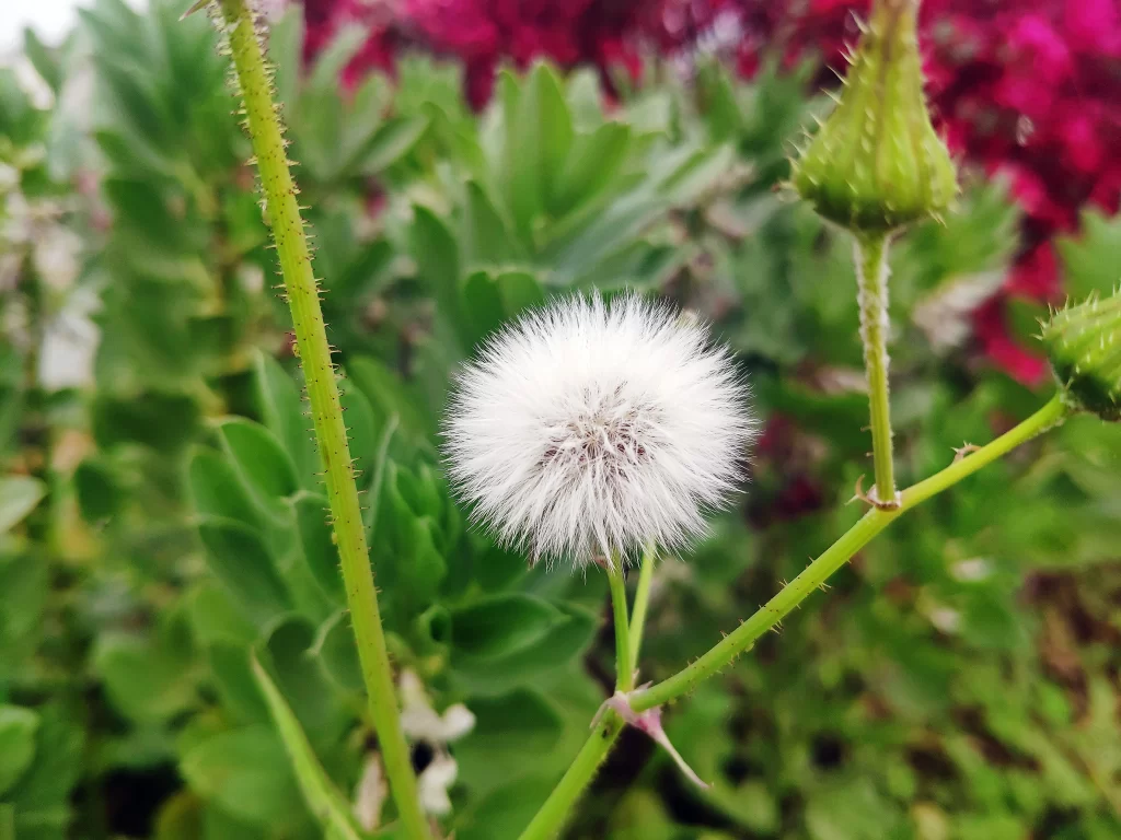White Dandelion Seed Head Fuzzy Green Stems