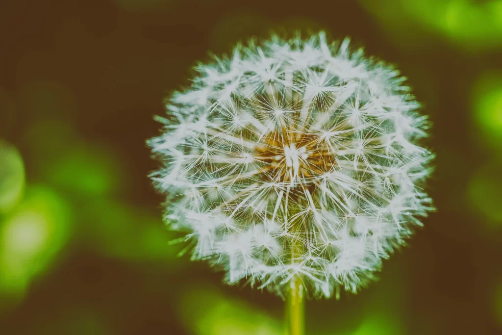 White Dandelion Seed Head Delicate Feathers Green warm Background