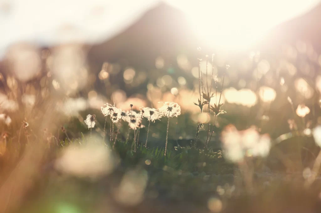 White Dandelion Seed Head Delicate Sunlight Nature