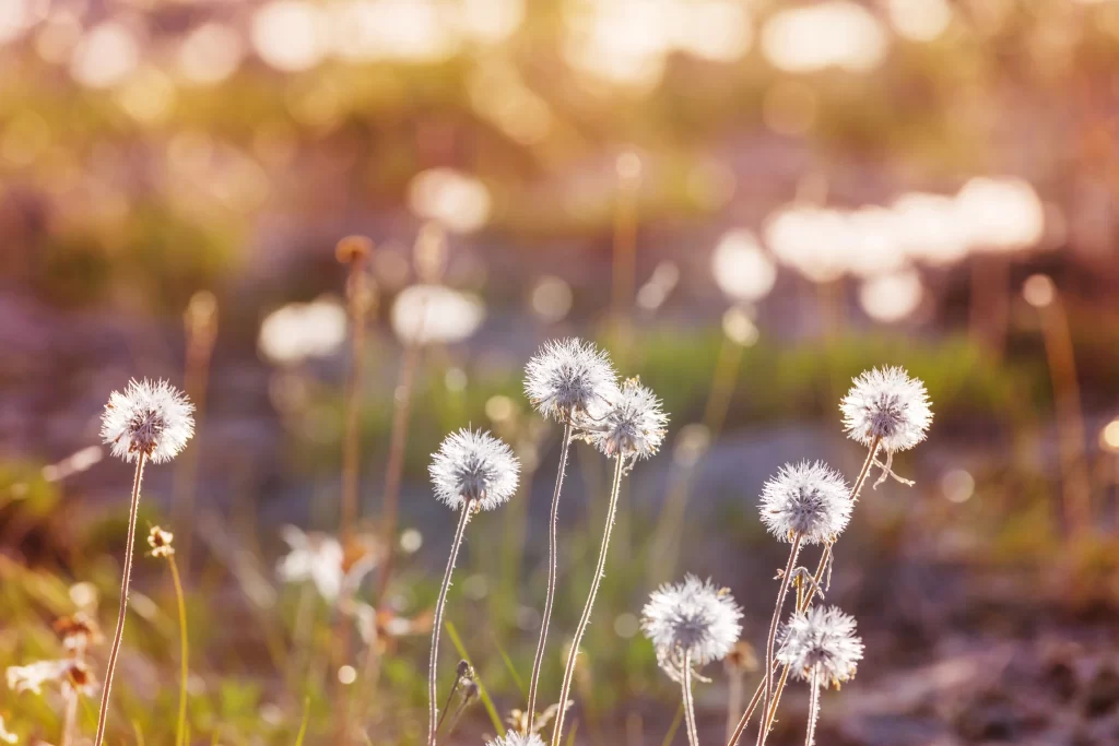 White Dandelion Seed Head Delicate Fuzzy Sunlight Nature
