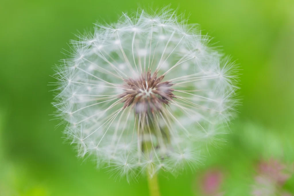 White Dandelion Seed Head Delicate Feathers Green warm Background