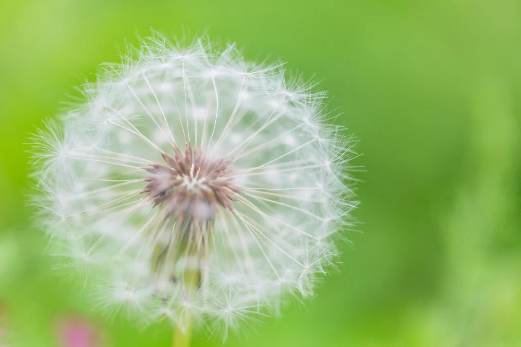 White Dandelion Seed Head Delicate Feathers Green warm Background
