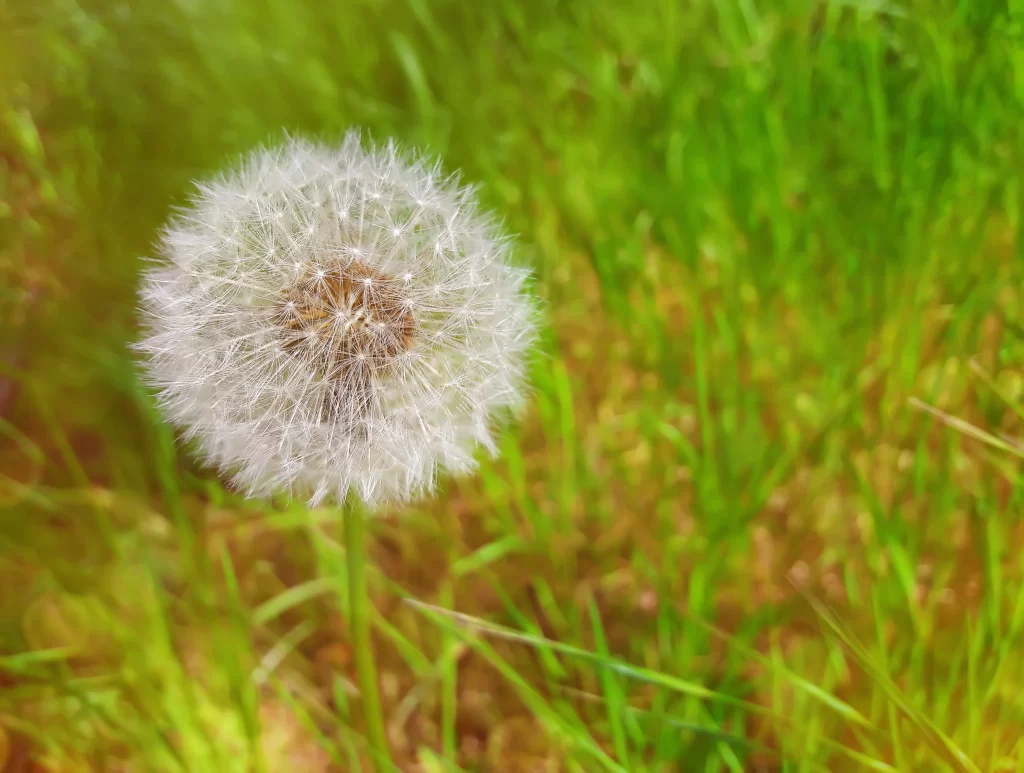 White Dandelion Seed Head Fuzzy Green warm Grass