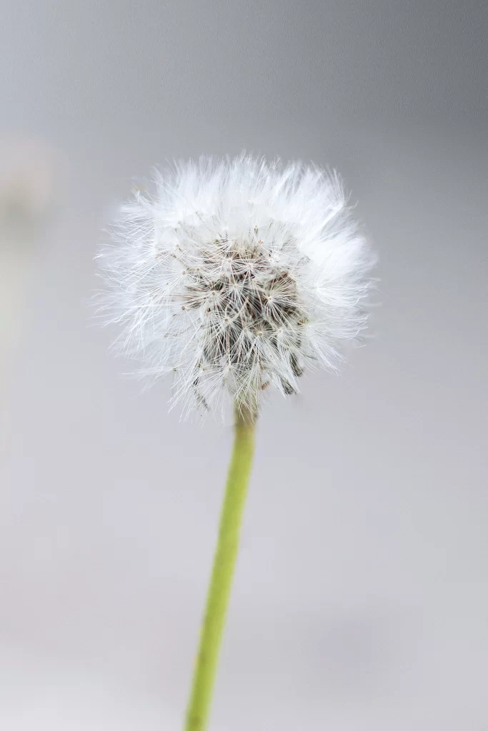 White Dandelion Seed Head Feathery Delicate Green Stem