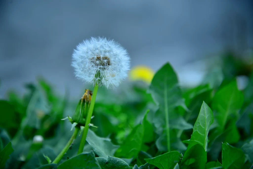 White Dandelion Seed Head Green Leaves Delicate Feathery