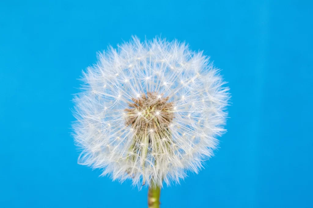 White Dandelion Seed Head Feathers Blue cool Background