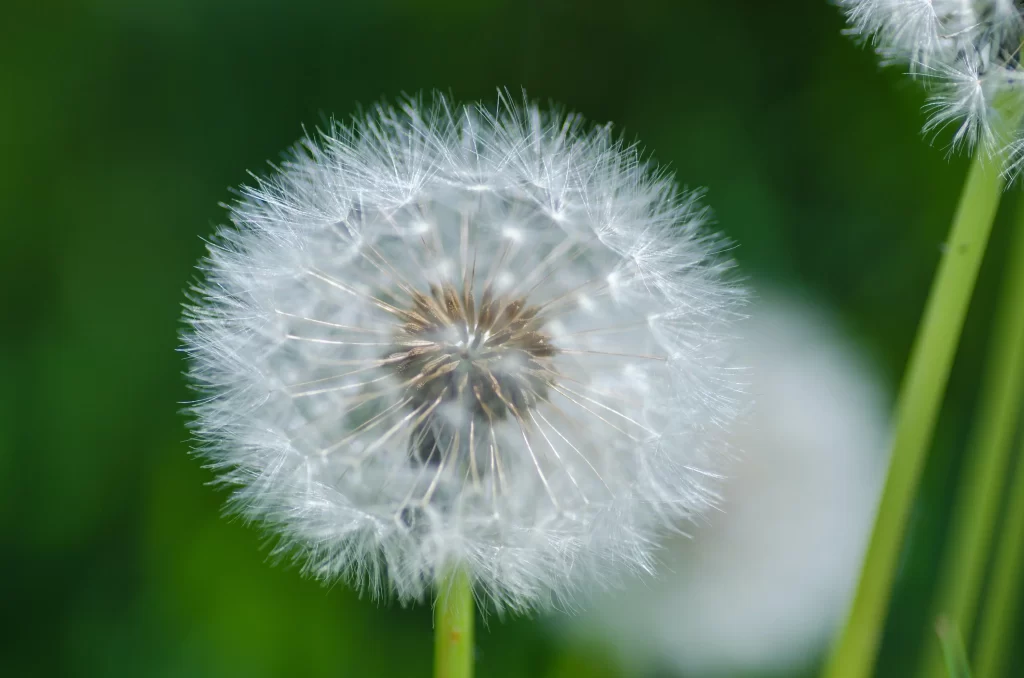 White Dandelion Seed Head Delicate Feathers Green gray Background