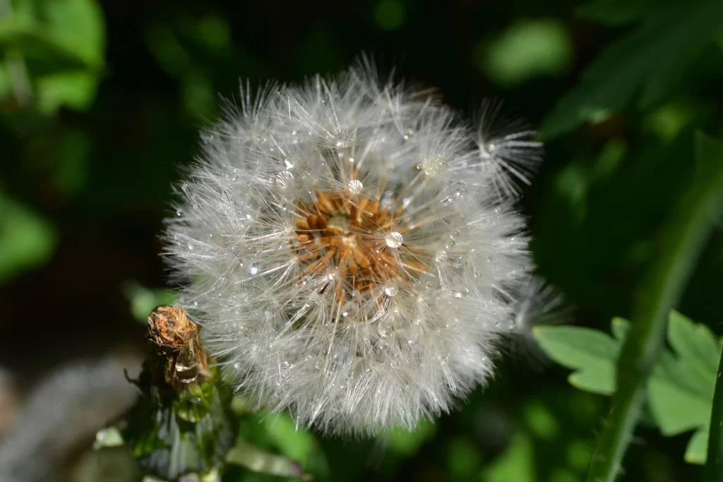 White Dandelion Seed Head Delicate Feathers Green gray Leaves