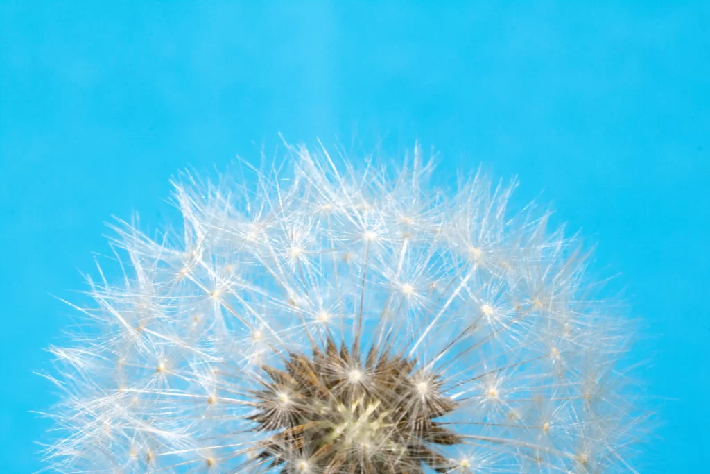 White Dandelion Seed Head Feathers Blue cool Sky