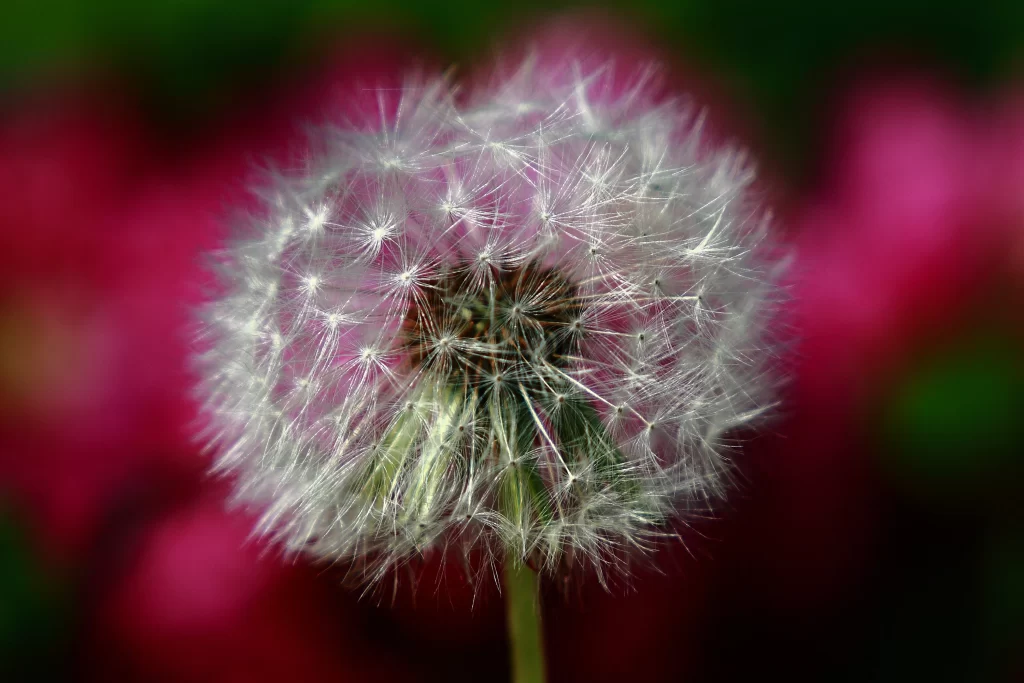 White Dandelion Seed Head Delicate Feathers Green warm Stem