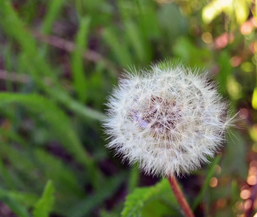 White Dandelion Seed Head Fuzzy Green warm Grass