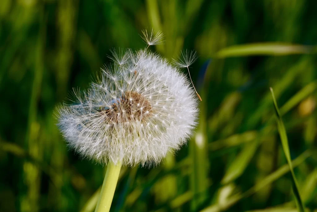 White Dandelion Seed Head Delicate Feathers Green warm Grass