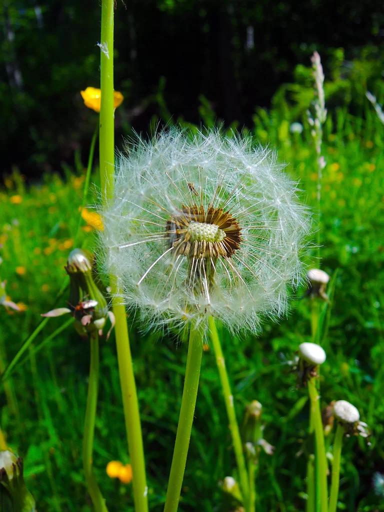 White Dandelion Seed Head Green Grass Yellow warm Flowers