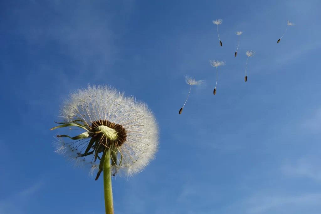 White Dandelion Seed Head Delicate Feathers Blue cool Sky