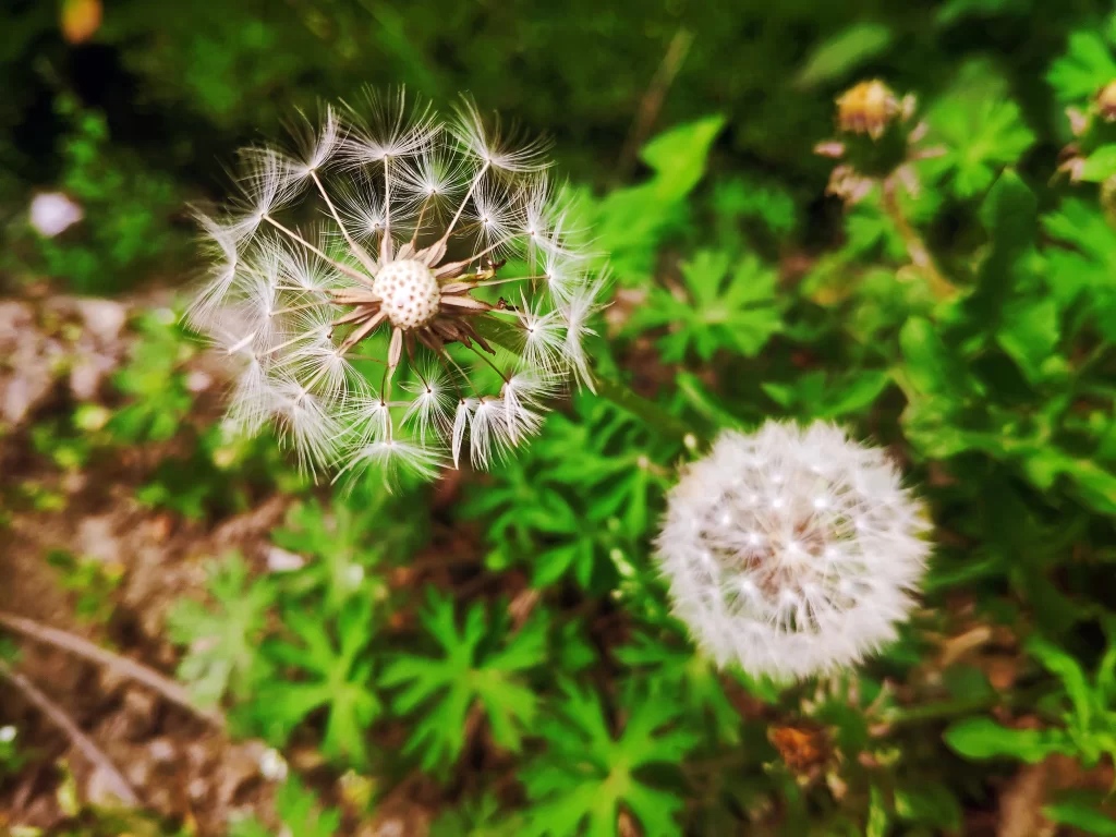 White Dandelion Seed Head Delicate Feathers Green warm Foliage
