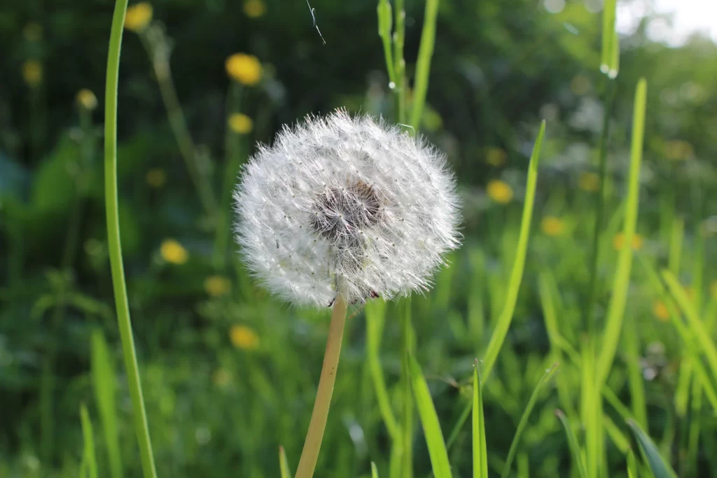 White Dandelion Seed Head Green Grass Yellow warm Flowers