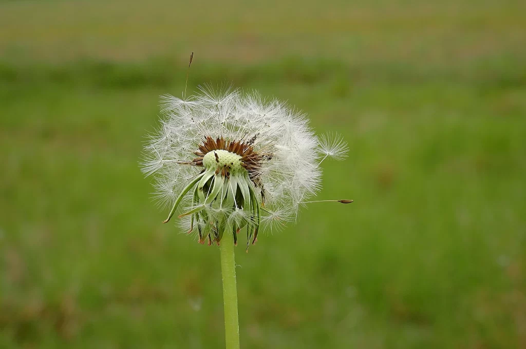 White Dandelion Seed Head Delicate Feathers Green warm Stem