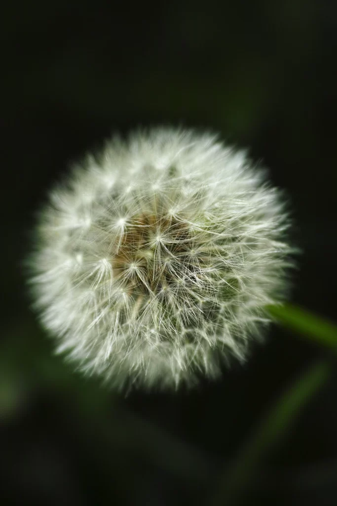 White Dandelion Seed Head Delicate Feathers Green gray Background