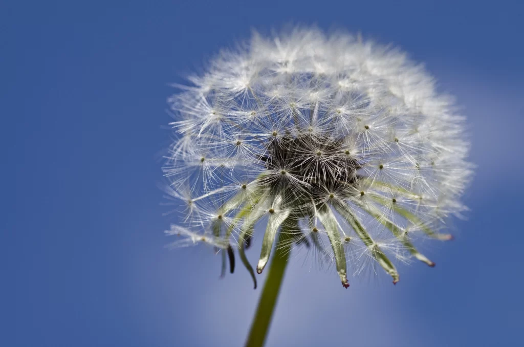 White Dandelion Seed Head Delicate Feathers Blue cool Sky