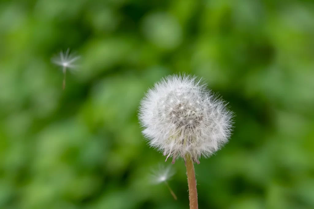 White Dandelion Seed Head Fuzzy Green warm Background