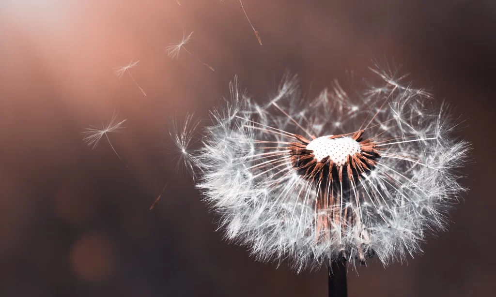 White Dandelion Seed Head Delicate Feathers Brown Background