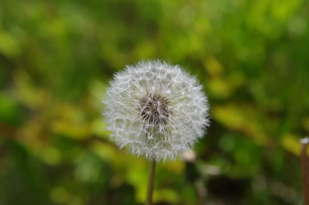 White Dandelion Seed Head Fuzzy Green warm Background