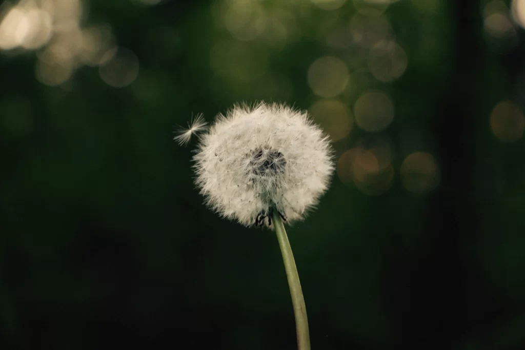 White Dandelion Seed Head Delicate Feathers dark Nature