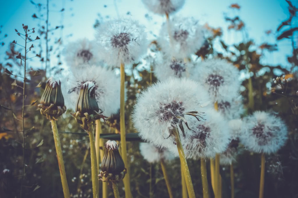 White Dandelion Seed Head Delicate Feathers gray Nature