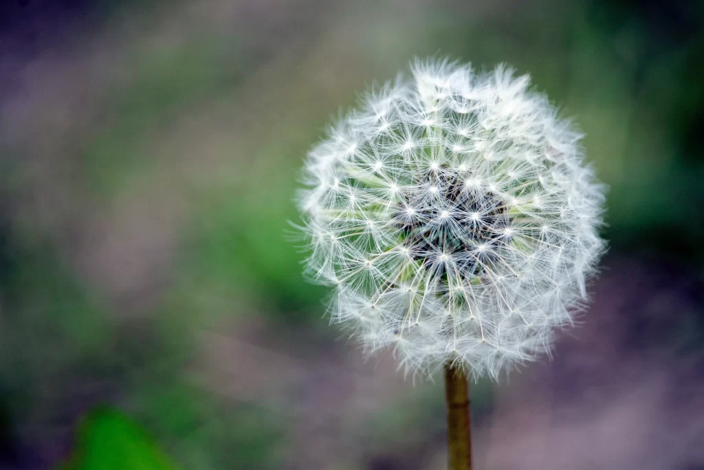 White Dandelion Seed Head Delicate Feathers gray Nature