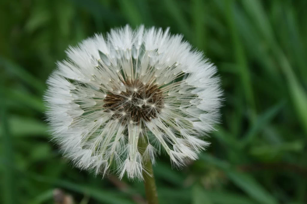 White Dandelion Seed Head Fuzzy Green warm Grass