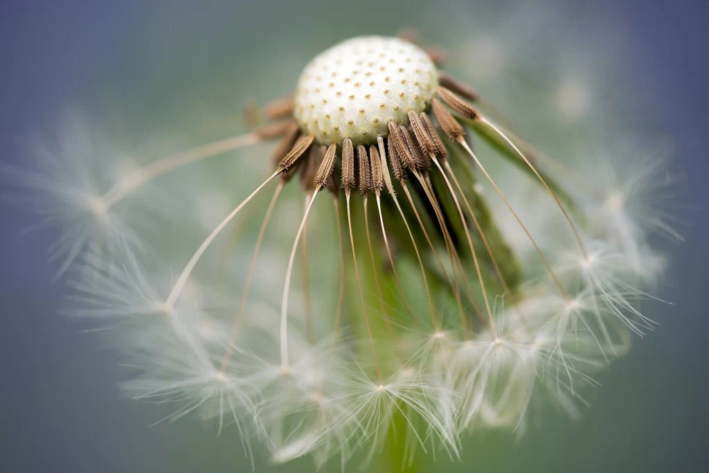 White Dandelion Seed Head Feathers Delicate Nature