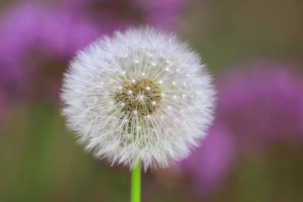 White Dandelion Seed Head Green Stem Purple Background