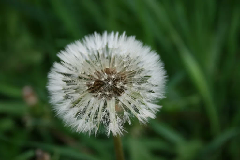 White Dandelion Seed Head Fuzzy Green gray Grass