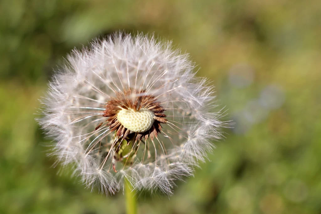 White Dandelion Seed Head Feathery Delicate Green warm Background