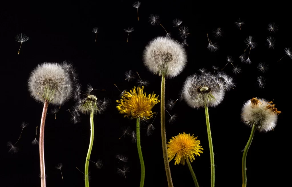 White Dandelion Seed Head Yellow Flower Green Stem Black Background