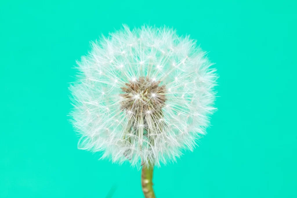 White Dandelion Seed Head Feathers Green Stem