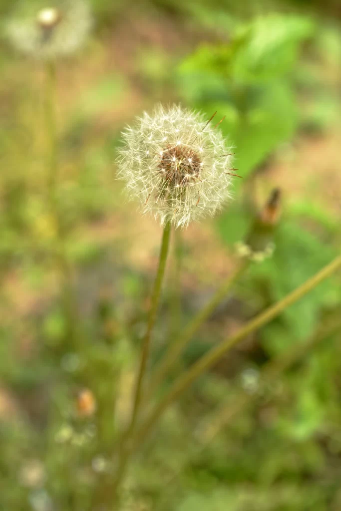 White Dandelion Seed Head Delicate Feathers Greenery