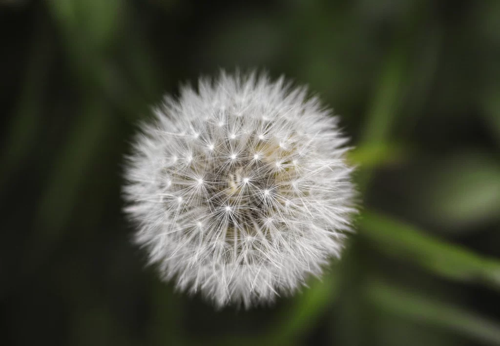 White Dandelion Seed Head Fuzzy Round Green Background
