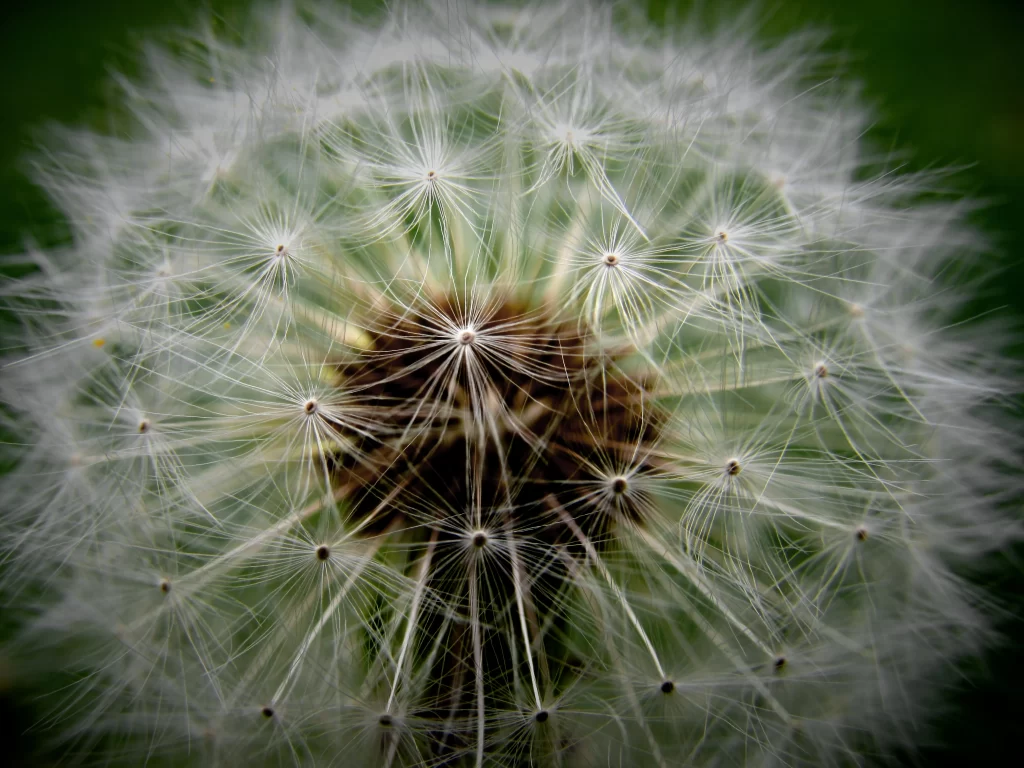 White Dandelion Seed Head Delicate Feathers Green gray Background