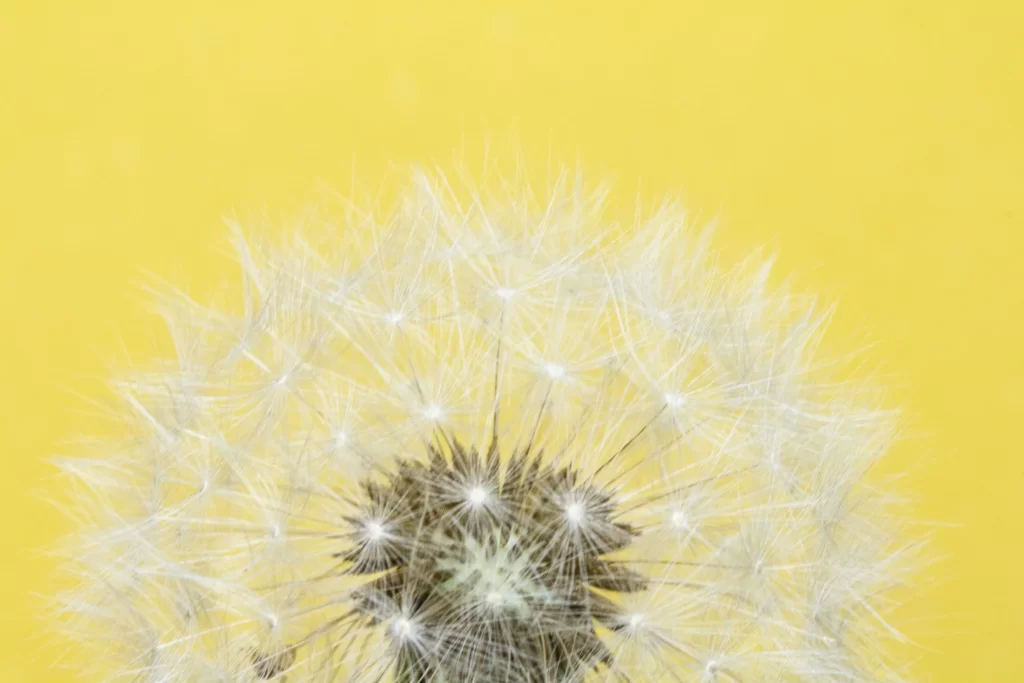 White Dandelion Seed Head Delicate Feathers Yellow Background