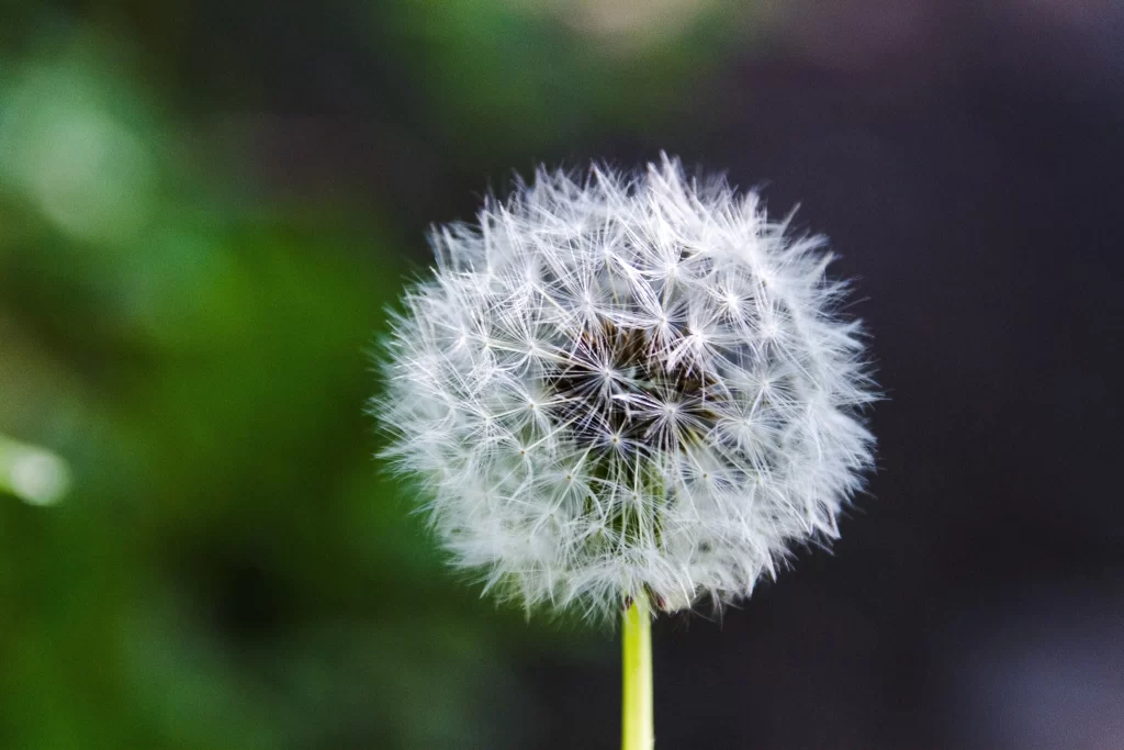 White Dandelion Seed Head Delicate Feathers Green gray Background