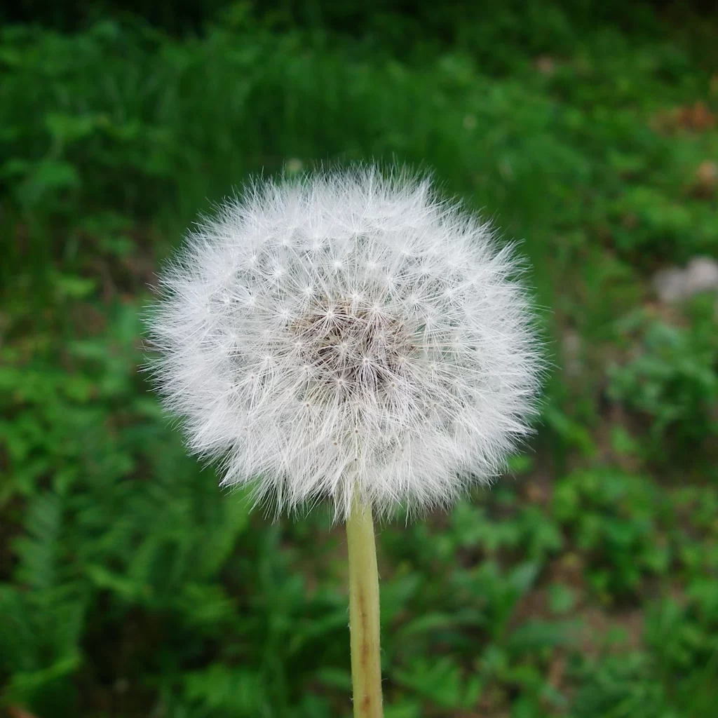 White Dandelion Seed Head Round Delicate Feathers Green