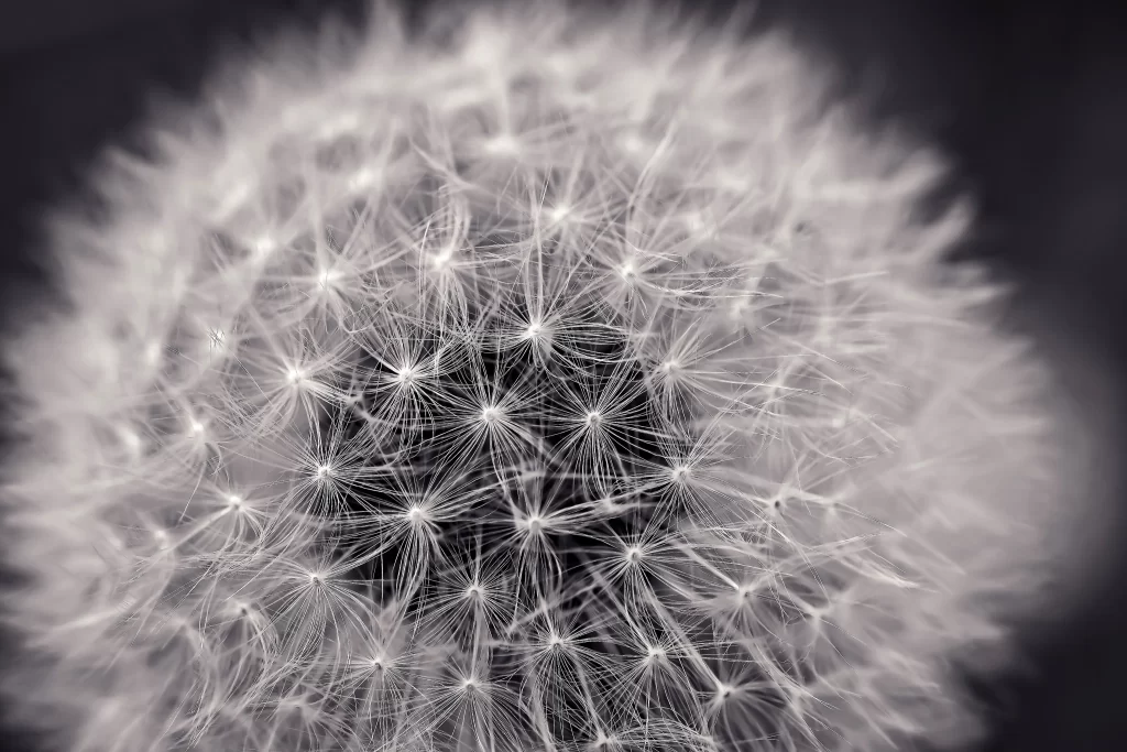 White Dandelion Seed Head Delicate Feathers Soft Focus