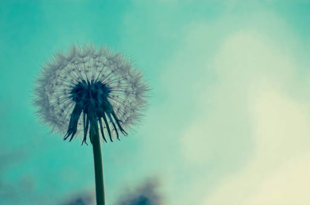 White Dandelion Seed Head Delicate Feathers Sky